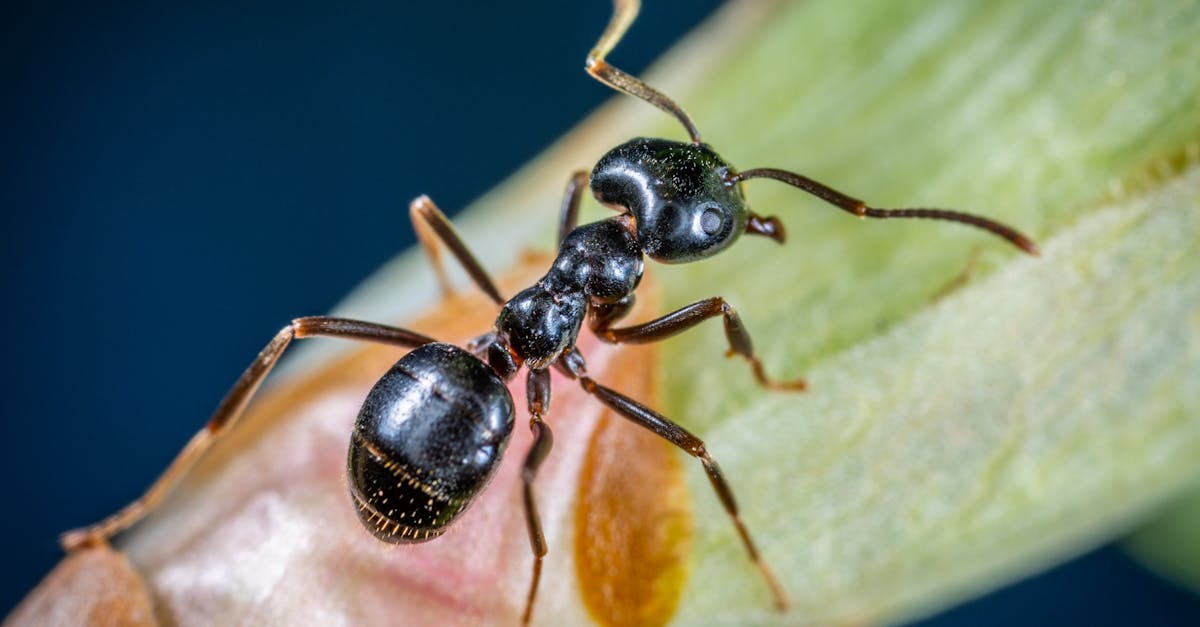 Le formiche: come eliminarle
