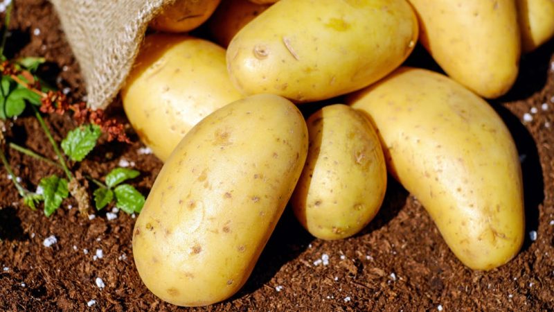 Come cuocere le patate al microonde