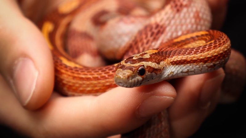 Serpenti più velenosi del mondo