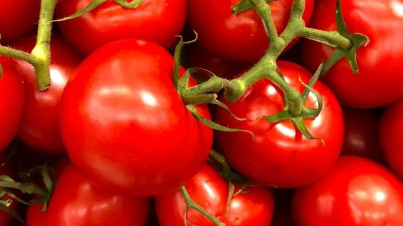 Come coltivare pomodori