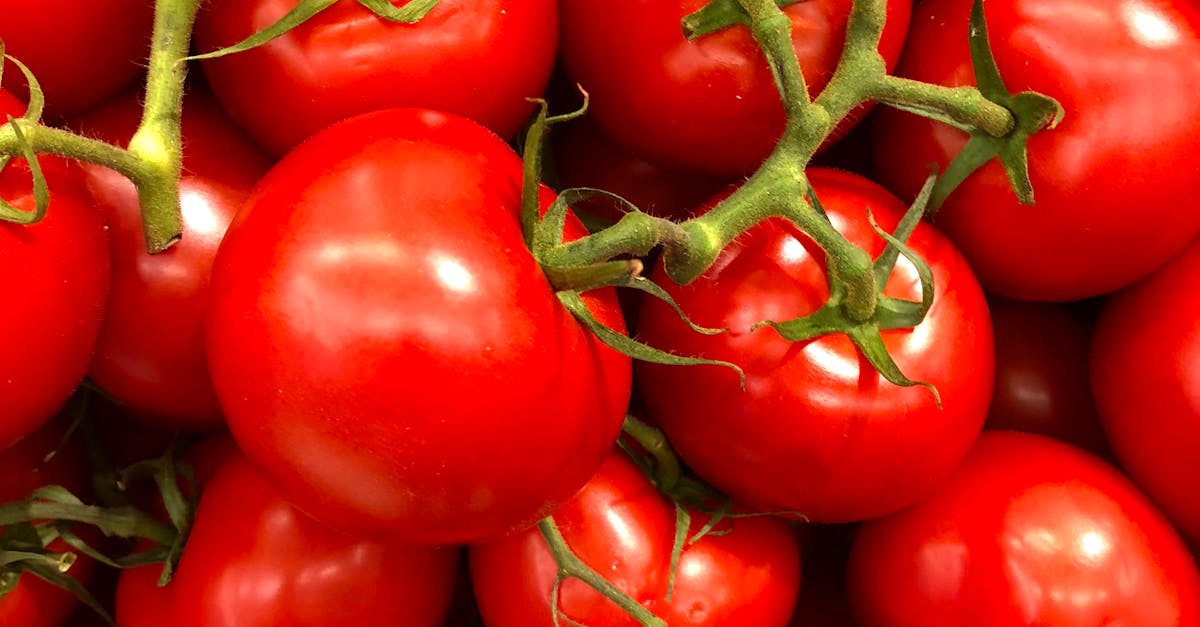 Come coltivare pomodori